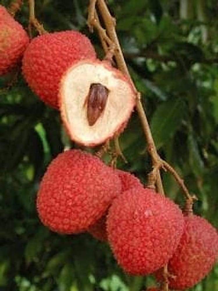 Lychee Lova Sweatheart Lychee