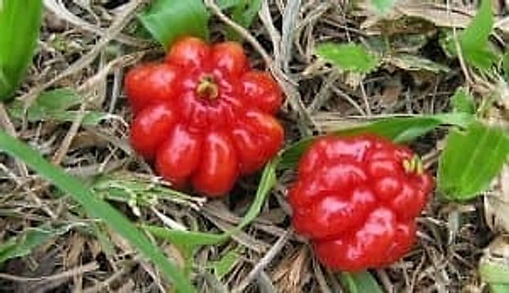 Surinam Kirazı