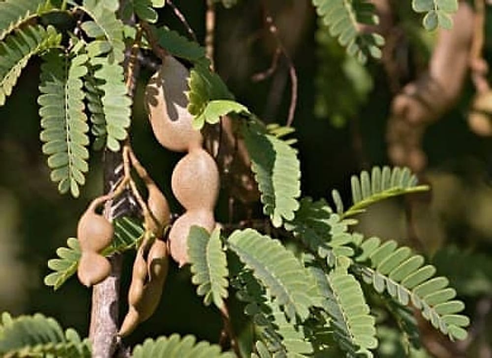 TamarindFruit