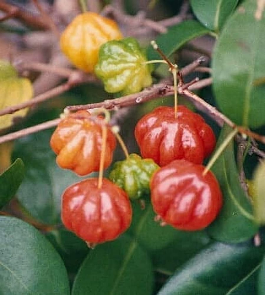 Surinam Kirazı