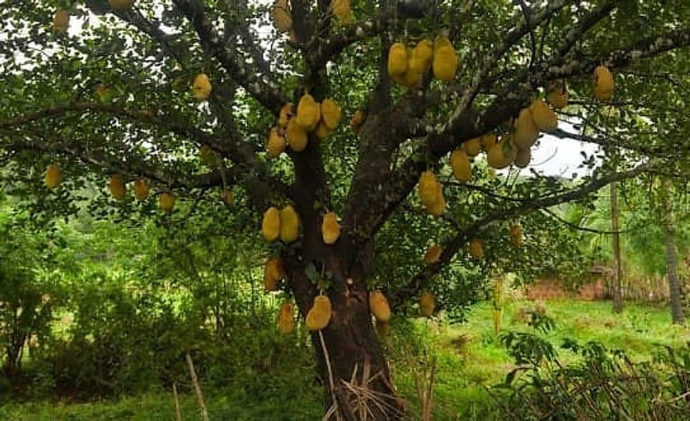 Jackfruit Ağacı Jackfruit Ağacı