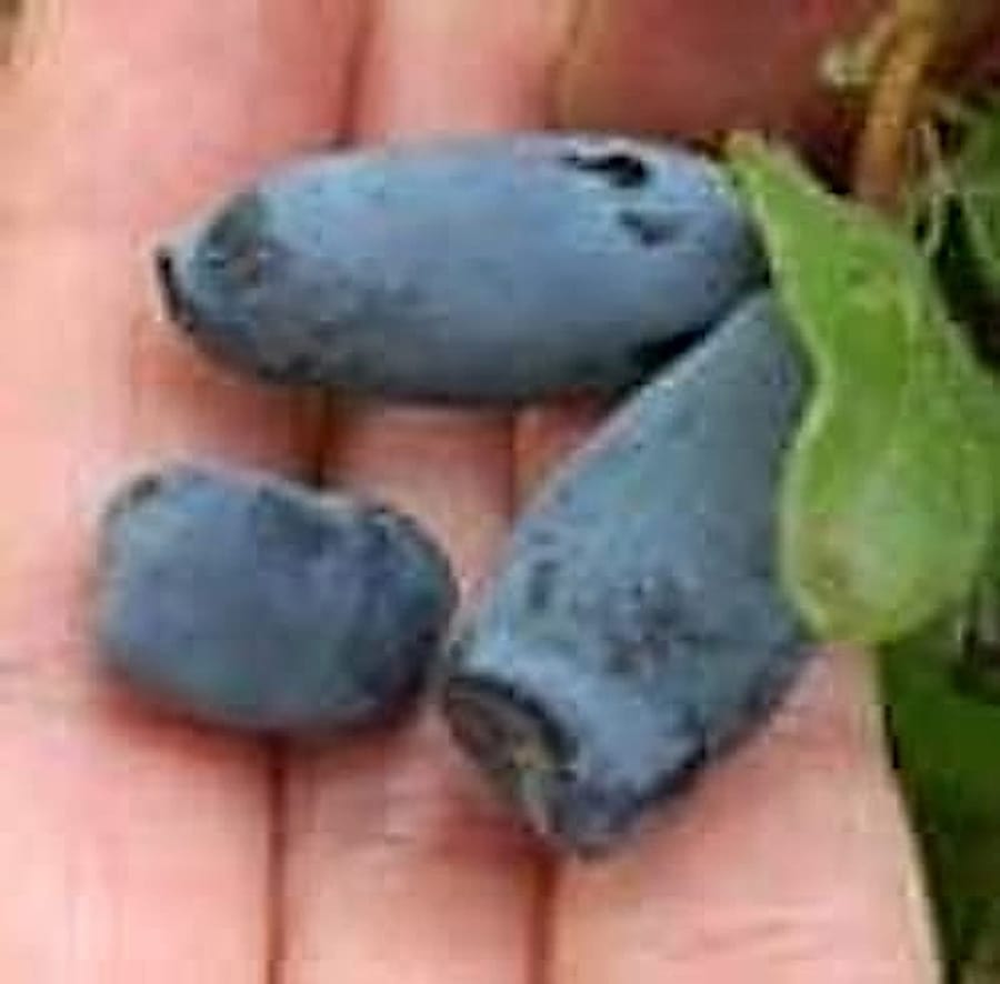 Honeyberry-Lonicera_coerulea Honeyberry-Lonicera_coerulea-Aurora