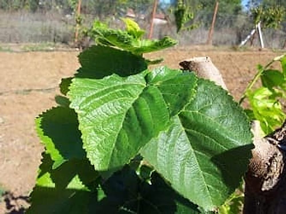 Ekşi Karadut - Yeni Aşı 