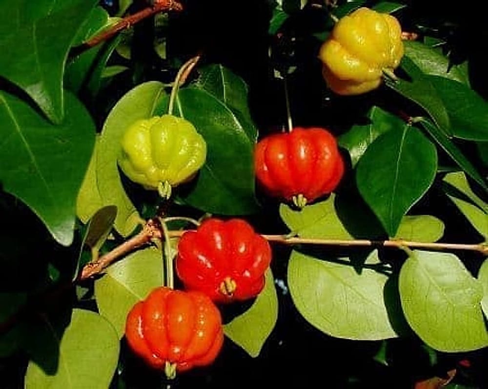 Surinam Kirazı