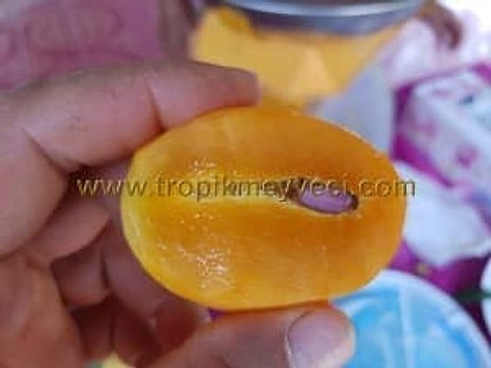 Mango Plum