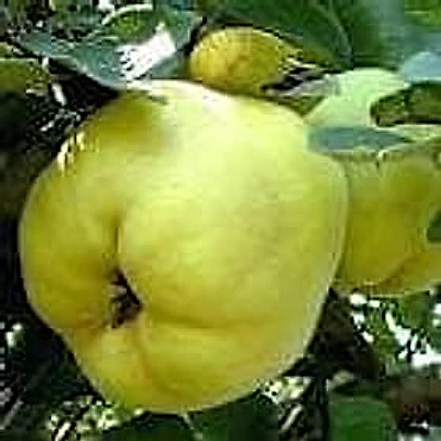 dev ayva