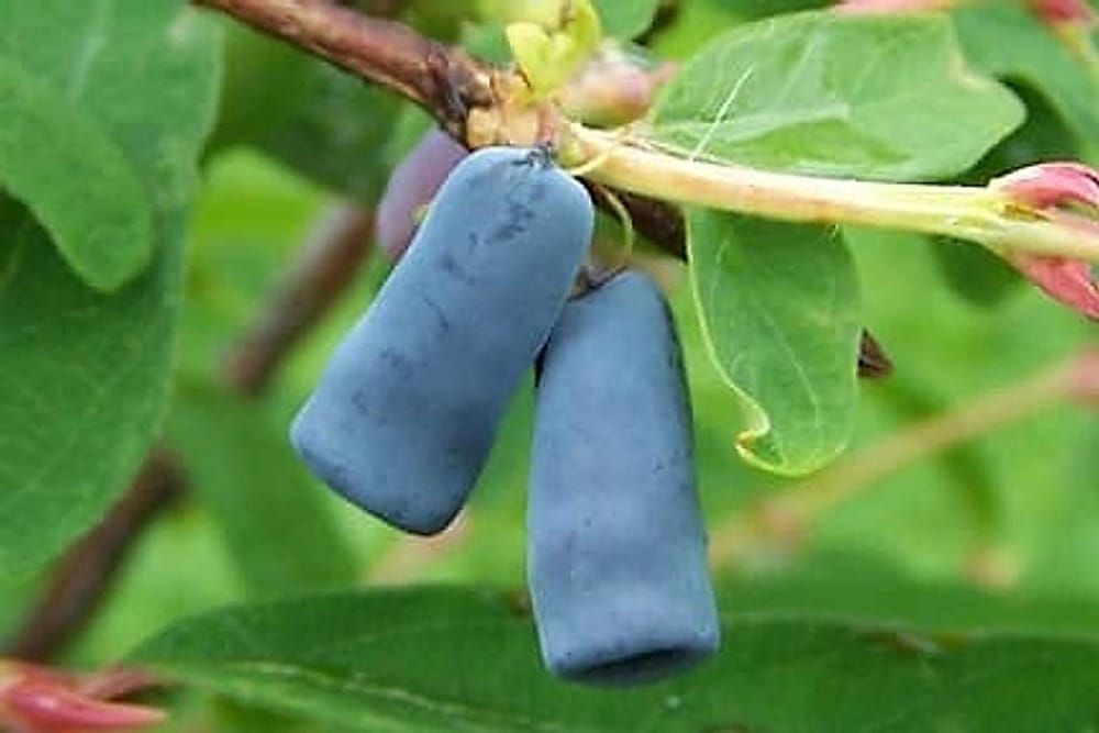 Honeyberry-Lonicera_coerulea Honeyberry-Lonicera_coerulea