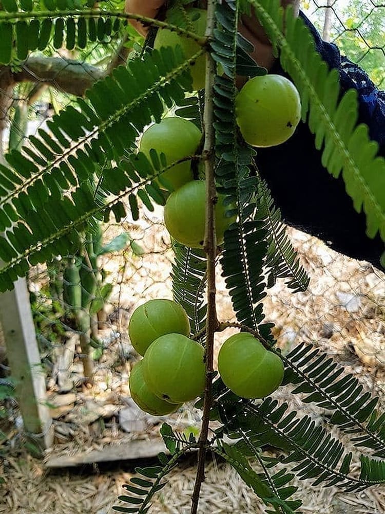 Amla Meyvesi