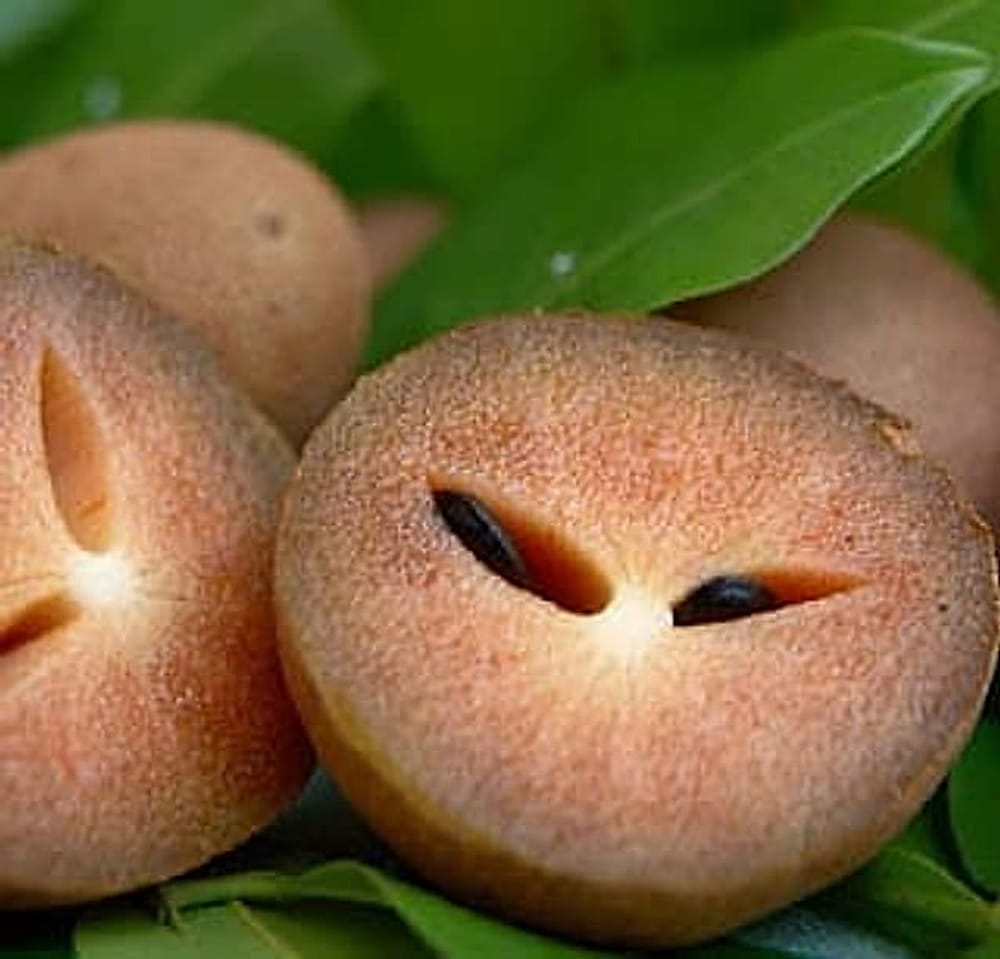 sapodilla-fruit-sapota