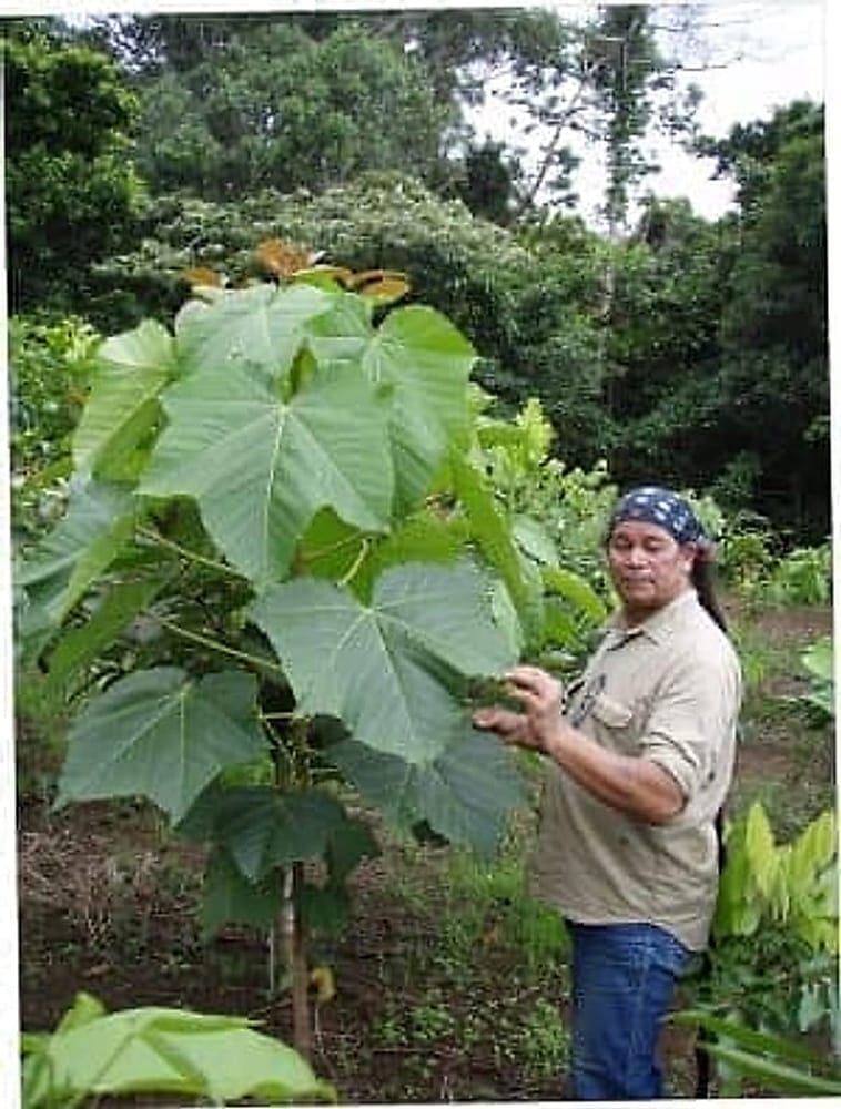 Big leaf of the Candlenut tree Large