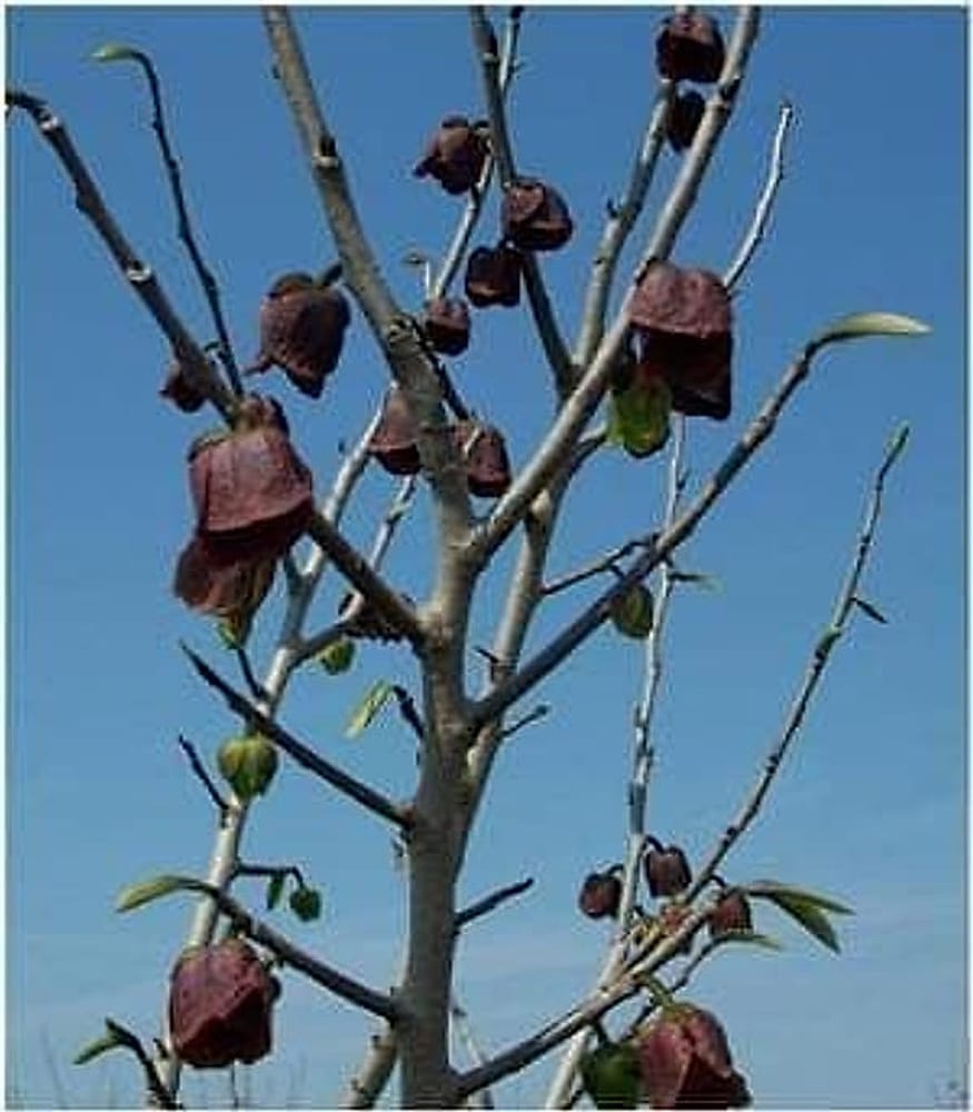 pawpaw cicegi
