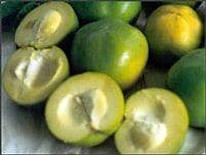 White Sapote
