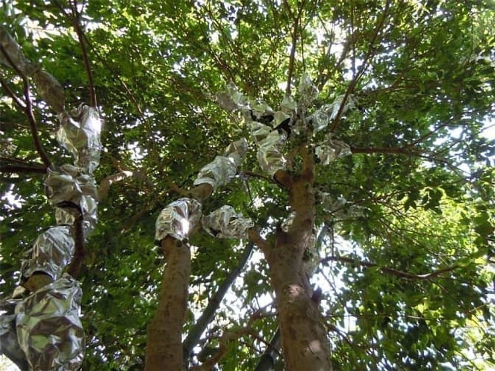 Jaboticaba