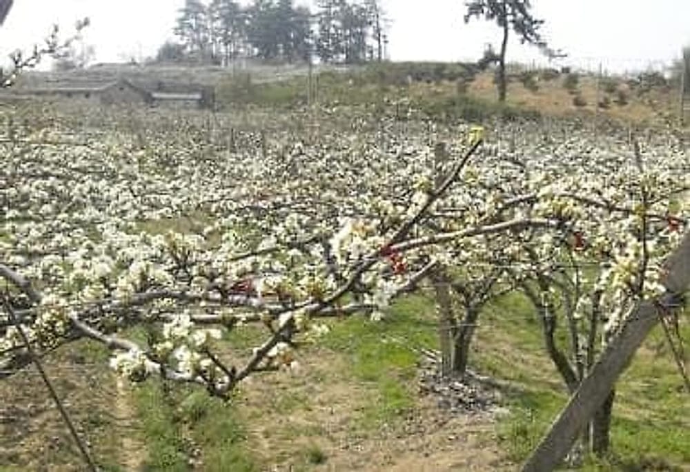 Naşi Tel Sistemi 3