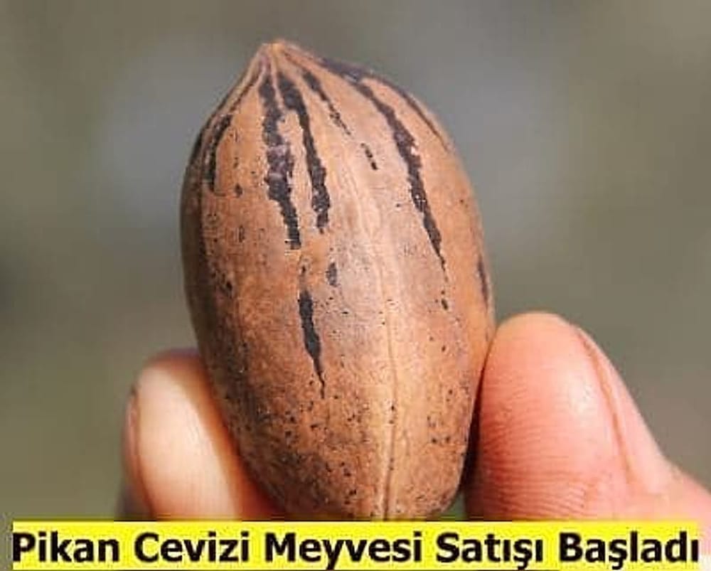 Pikan Cevizi Meyvesi Satışı Başladı