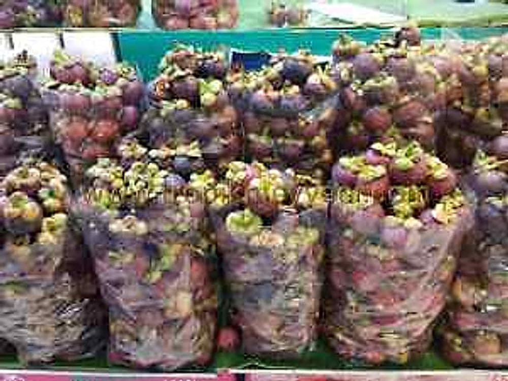 Mangosteen