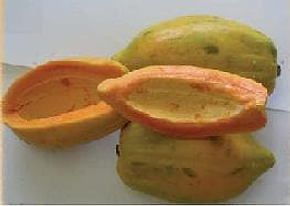 Papaya