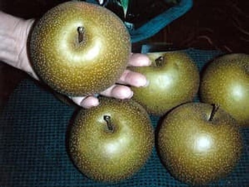 Korean Giant
