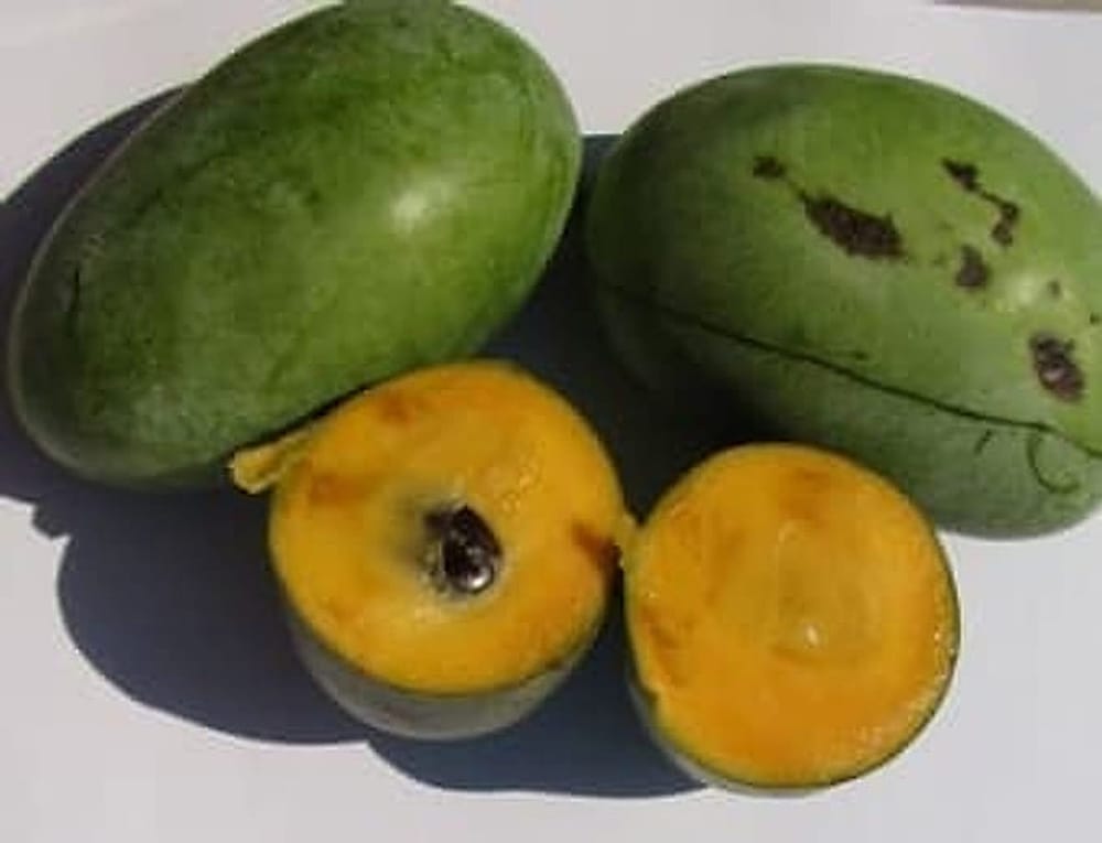 Pawpaw-Taytwo