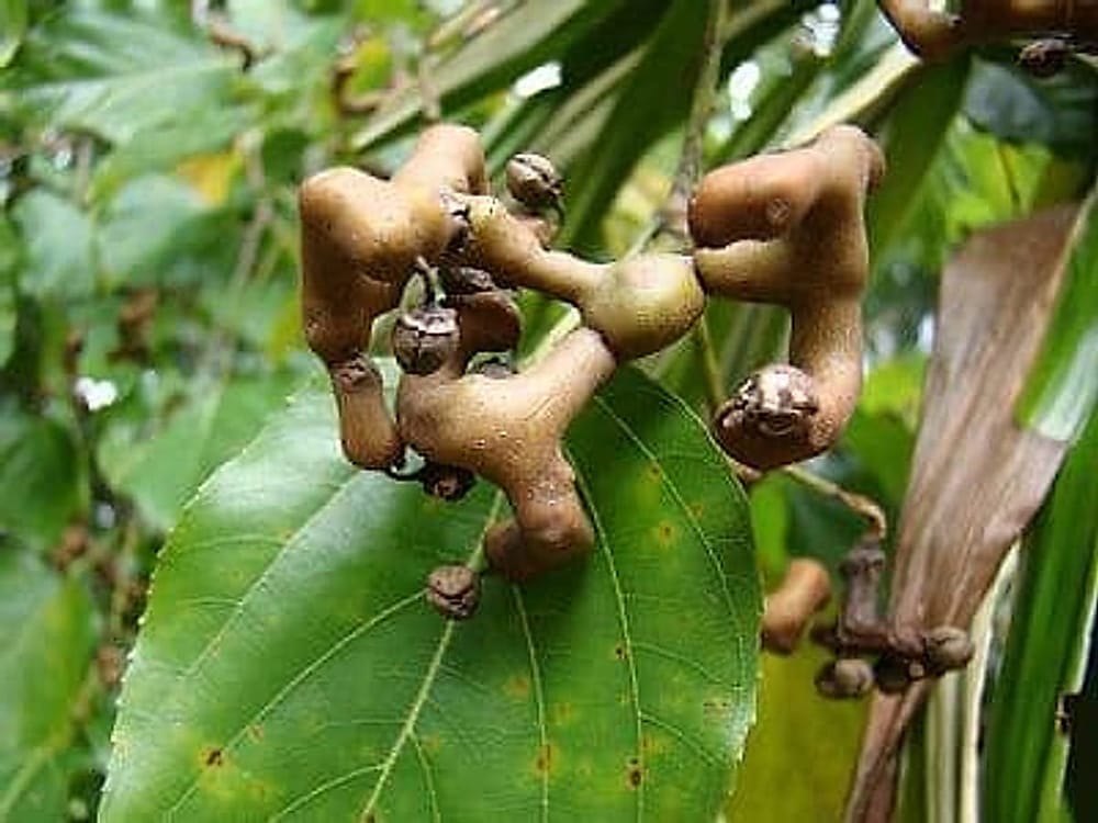Japon Kuru Üzüm Ağacı - Hovenia Dulcis Japon Kuru Üzüm Ağacı - Hovenia Dulcis