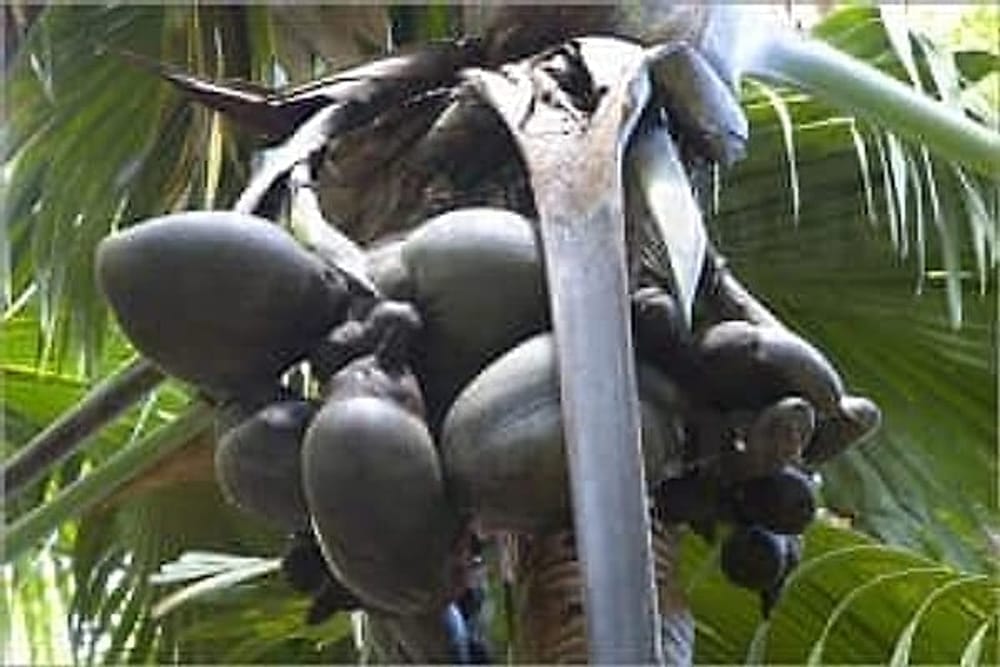 cocodemerpalm