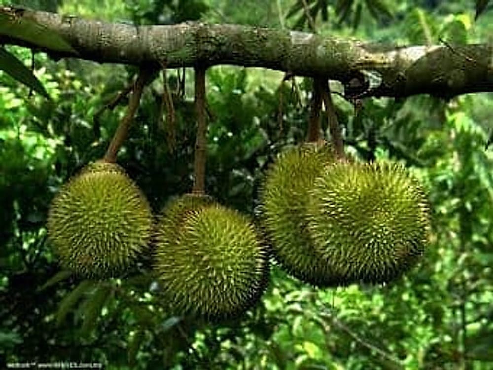 durian_malaysia
