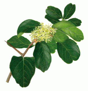 Dovyalis-caffra-Leaves