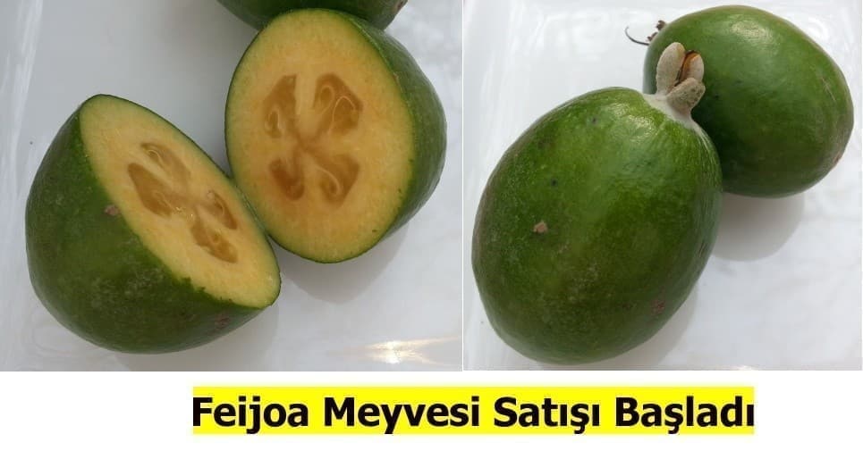 Feijoa Meyvesi Hasadı ve satışı