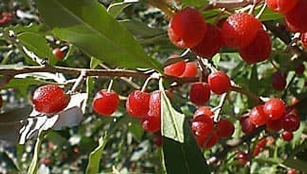 Güz Zeytini – Elaeagnus umbellata