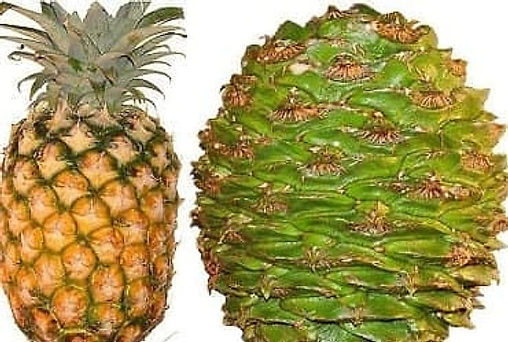 Bunya Çamı - Araucaria bidwillii Bunya Çamı - Araucaria bidwillii