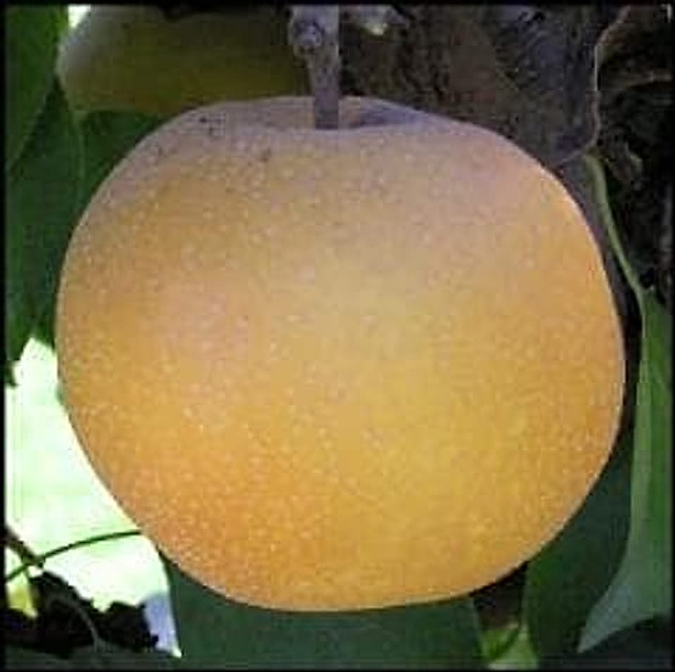 Shinko_Asian_Pear