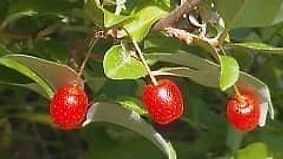 goumis-vi