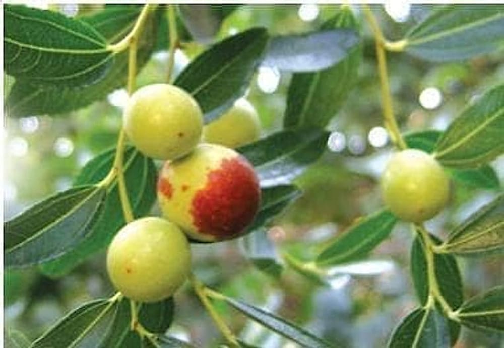 Hünnap (Zizyphus jujuba Mill.)