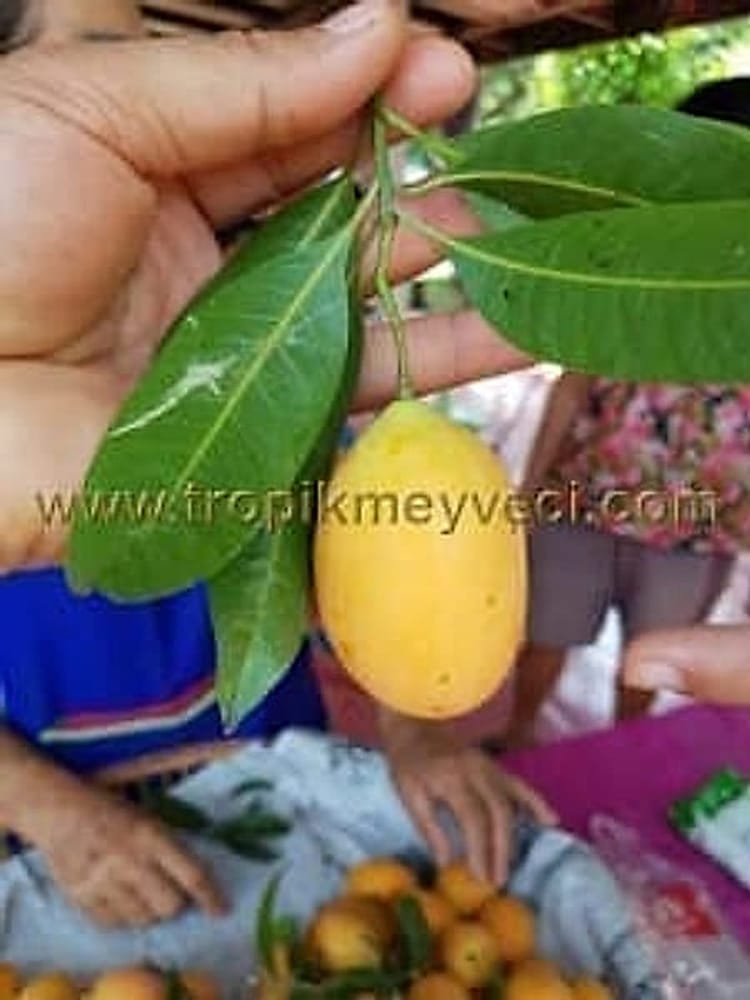 Mango Plum