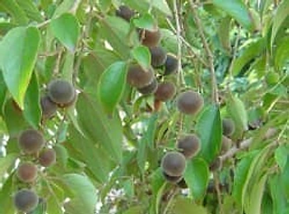 ketembilla7