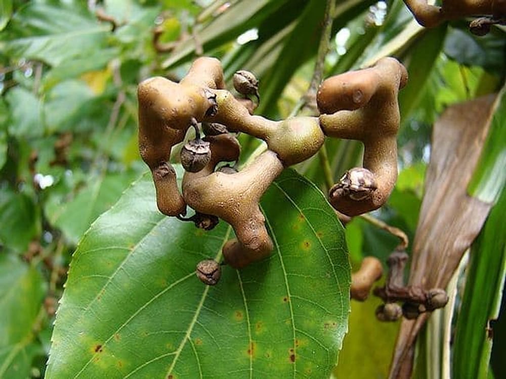 Japon Kuru Üzüm Ağacı – Hovenia Dulcis