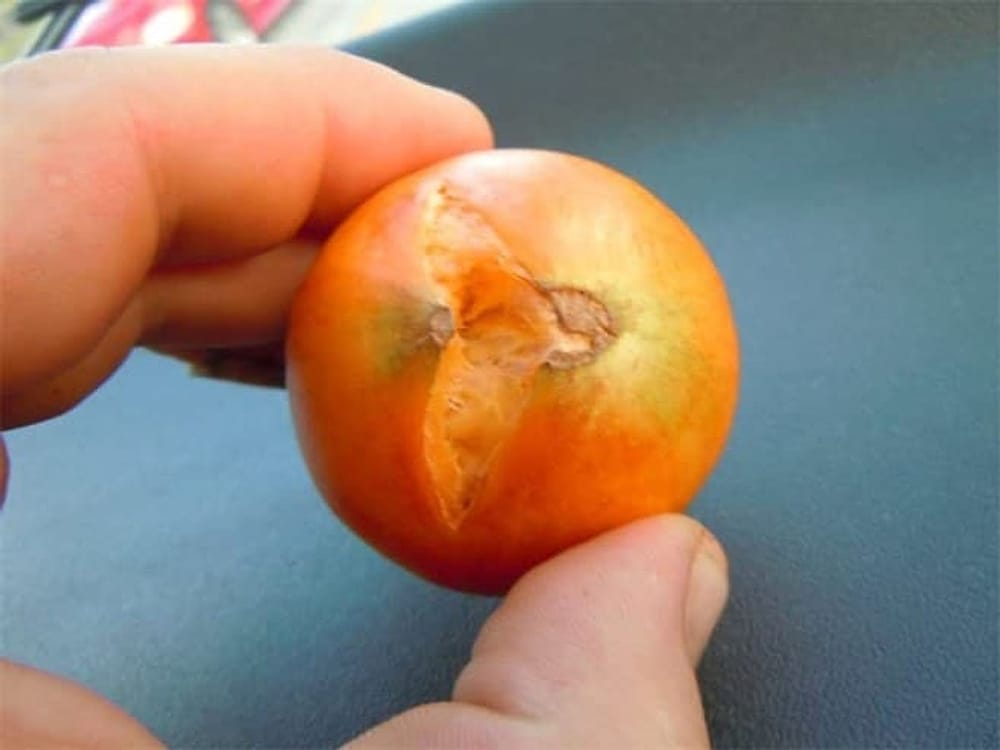 Jaboticaba