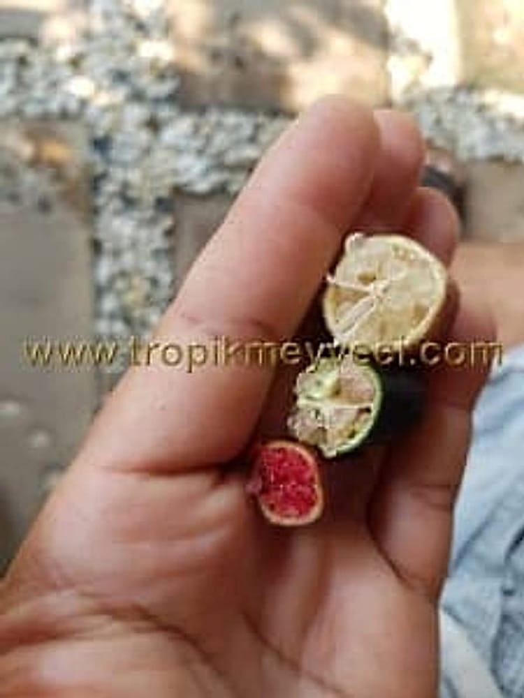 Finger Lime