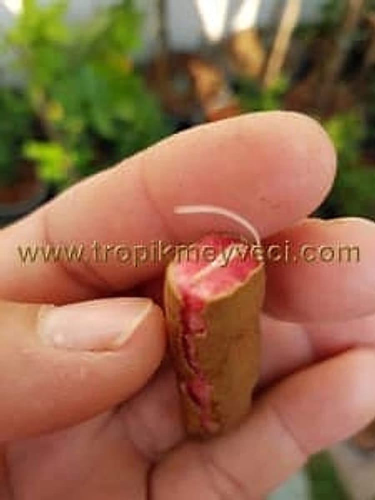 Pembe Tamarind