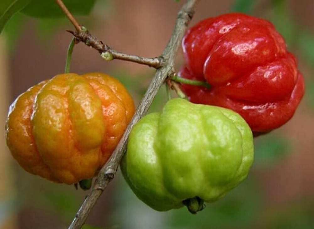 Surinam Kirazı