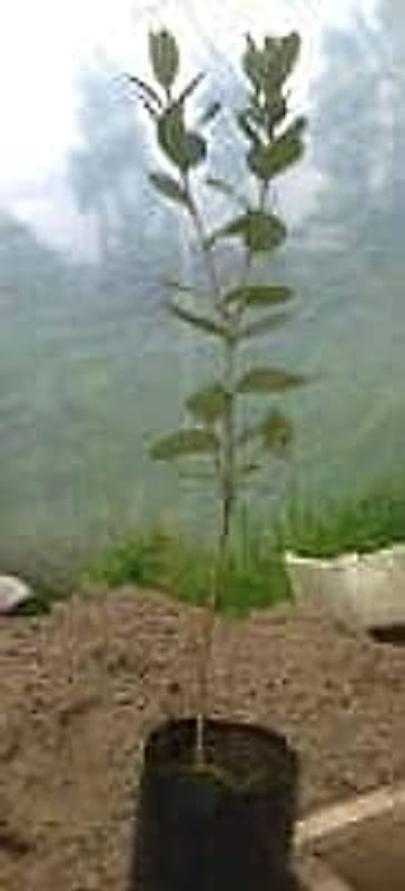 feijoa