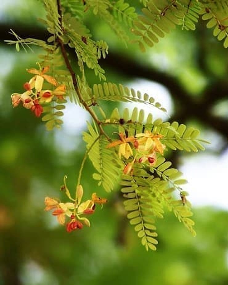 tamarindf2