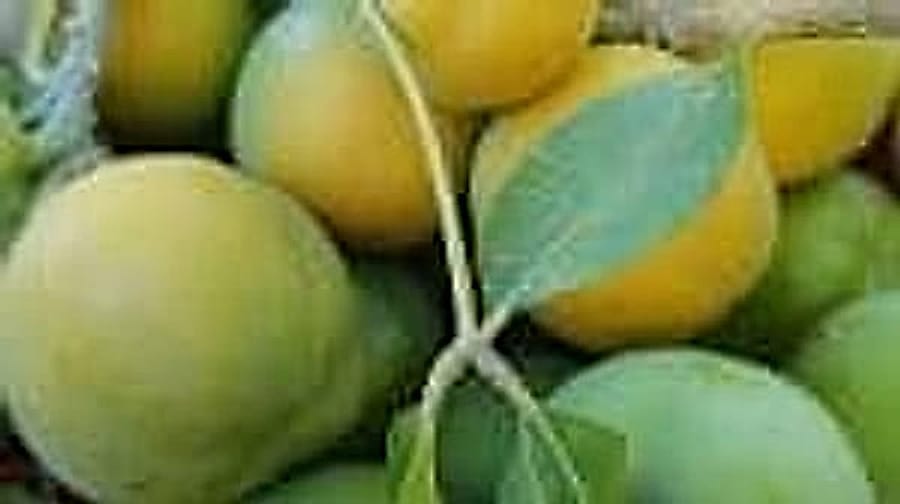 white sapote