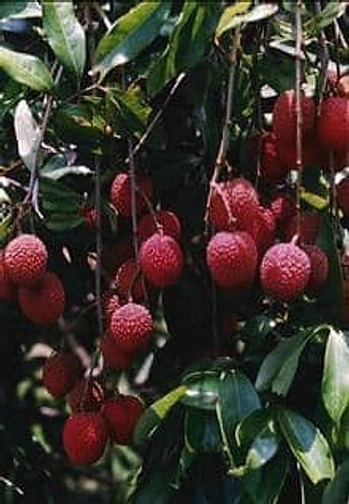 brewster-ripen