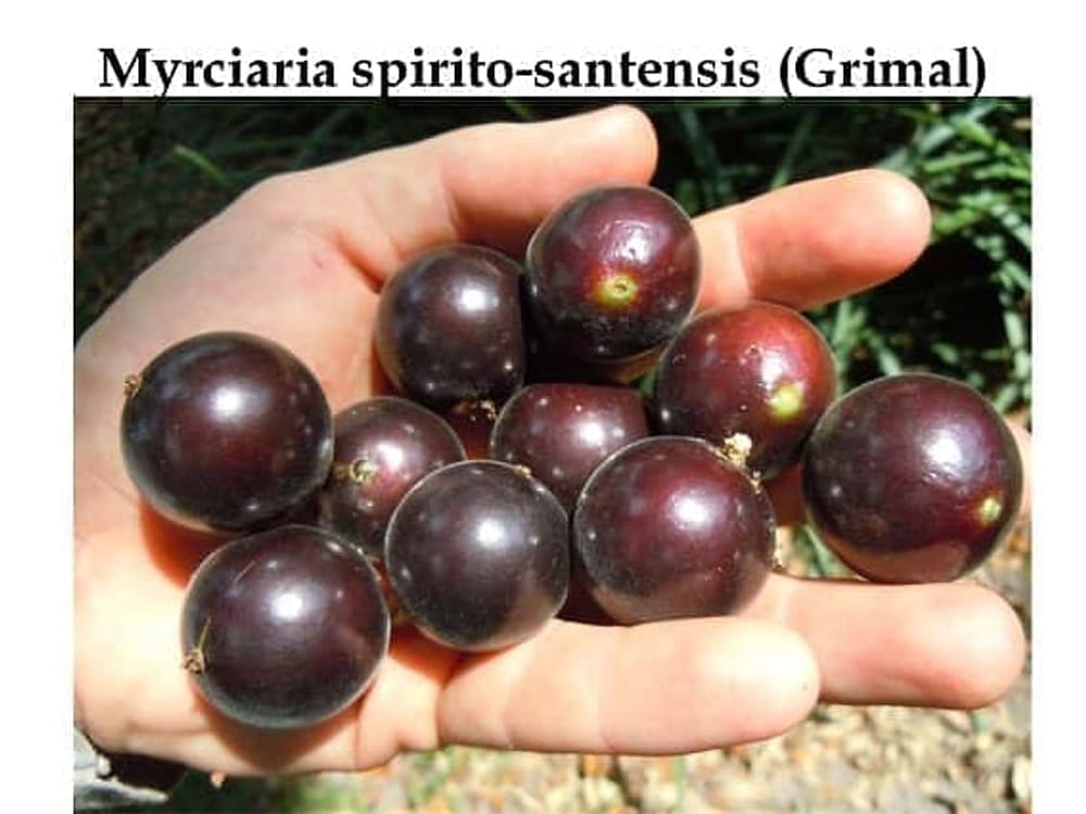Jaboticaba