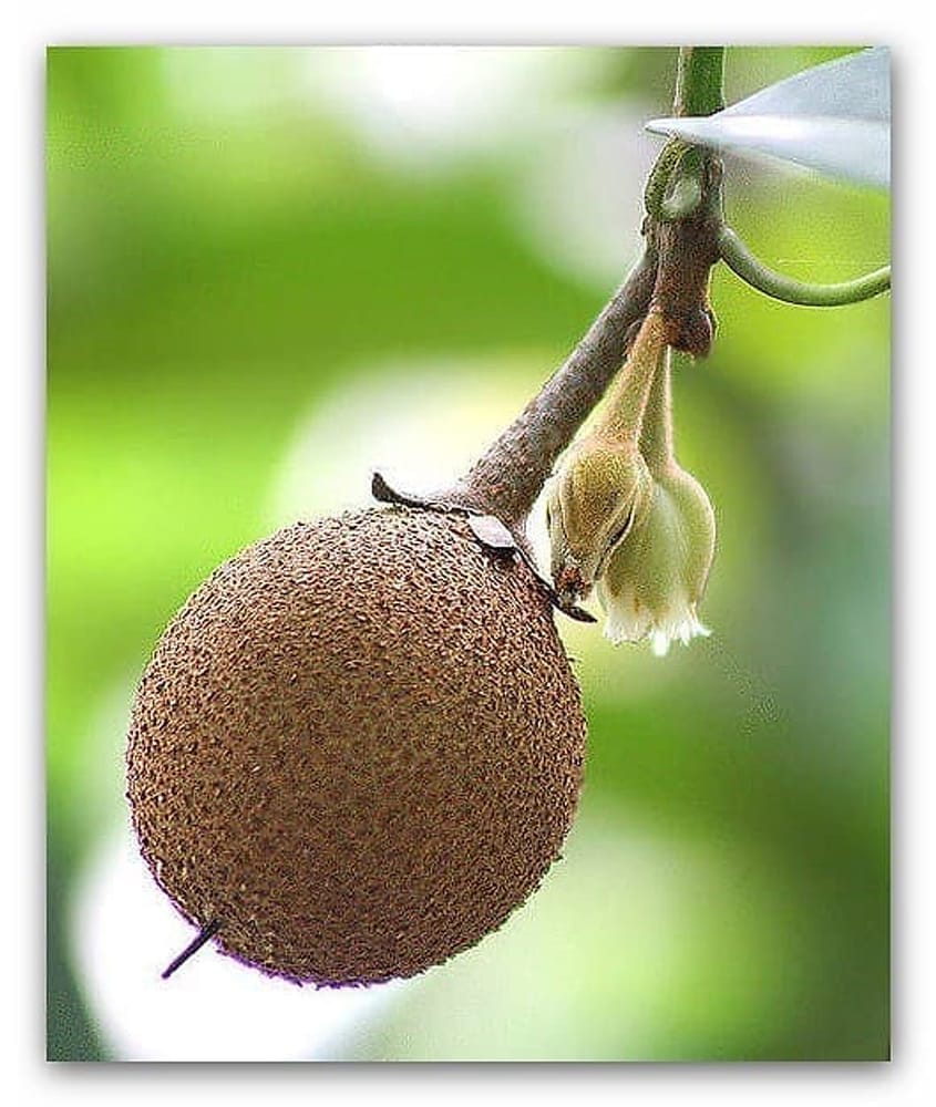 Sapodilla