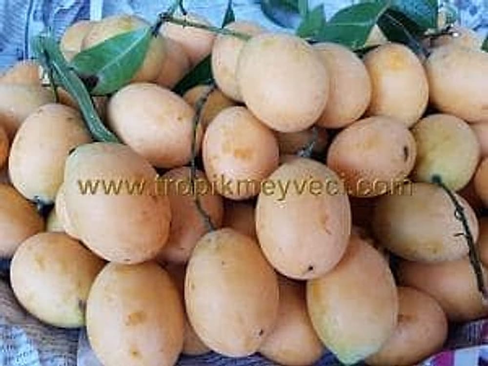 Mango Plum