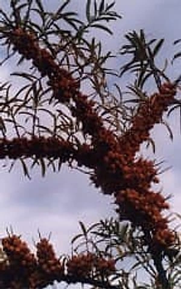 Yabani İğde Meyveler