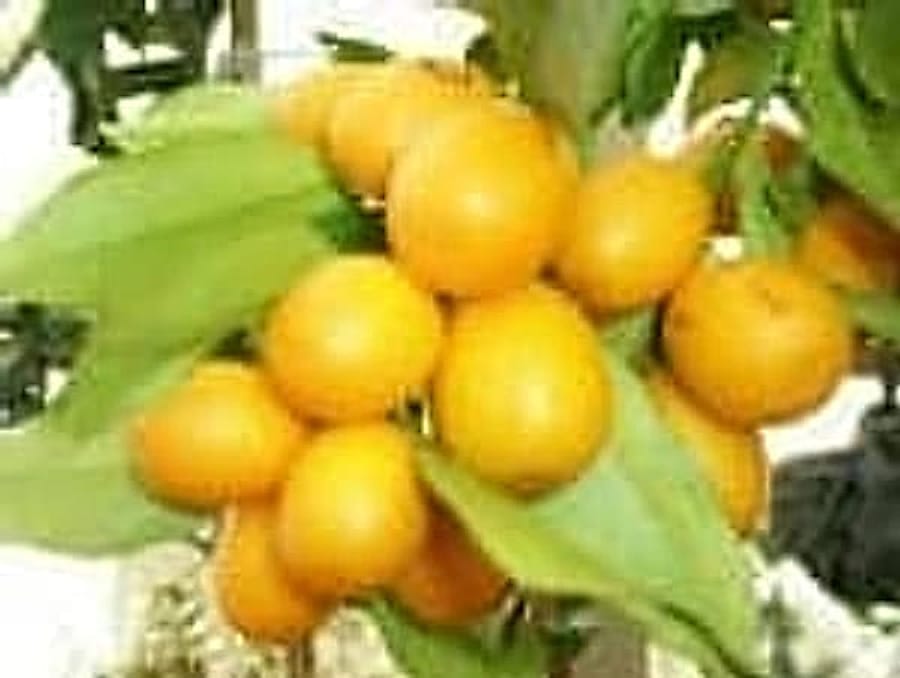 kamkatmeyve