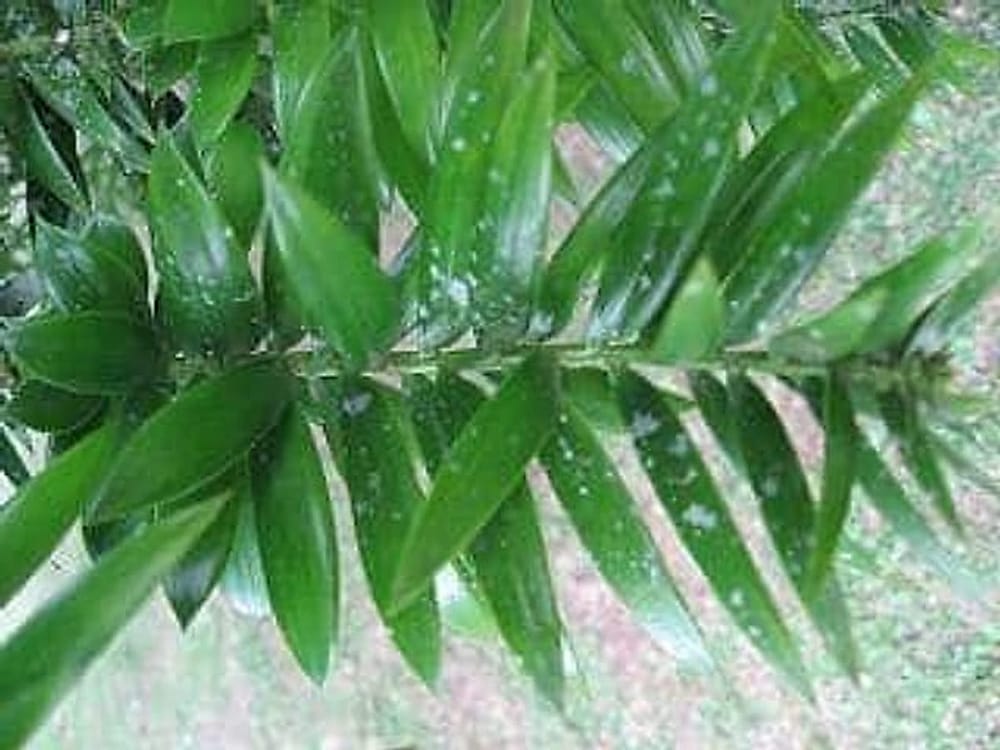 Bunya Çamı - Araucaria bidwillii Bunya Çamı - Araucaria bidwillii